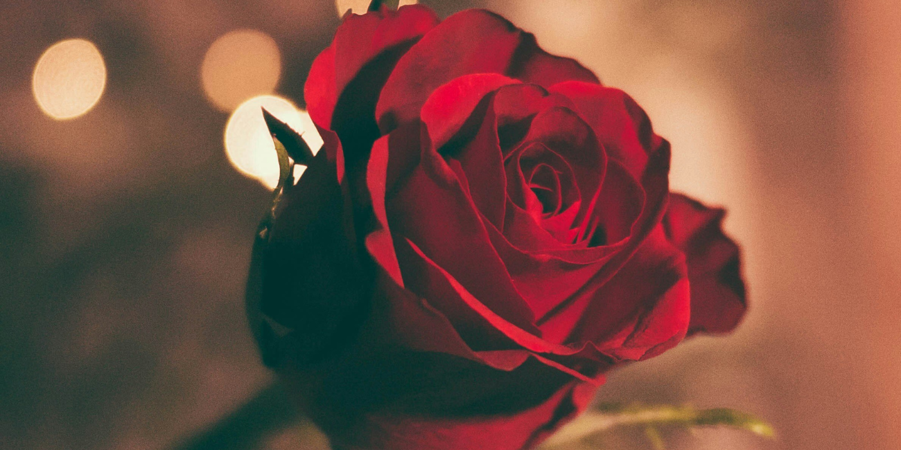 close up image of red rose petals